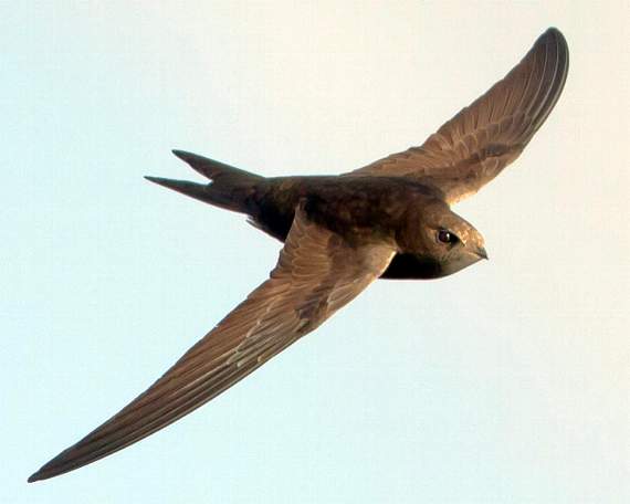 Swift Programming